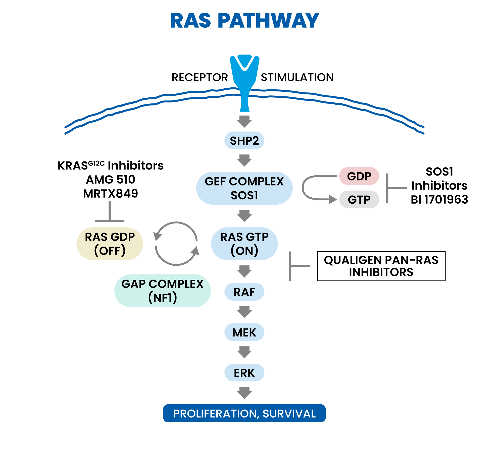 RAS Pathway